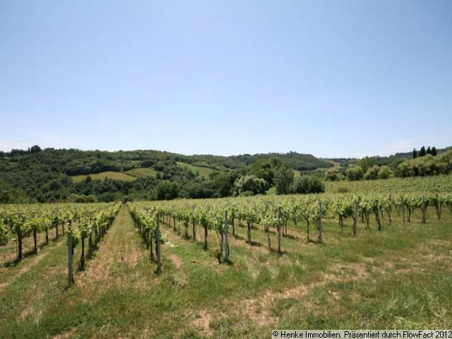 Weingut, Rebstöcke